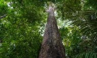 【国際】FAO、生態系再生モニタリング「AIM4NatuRe」始動。世界各国のデータ収集・整備