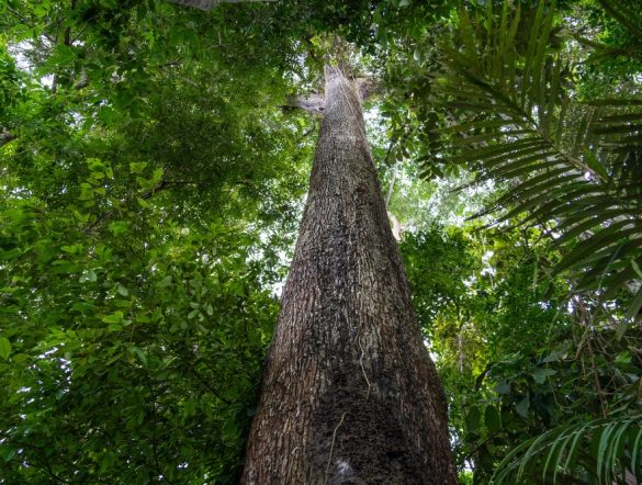 【国際】FAO、生態系再生モニタリング「AIM4NatuRe」始動。世界各国のデータ収集・整備