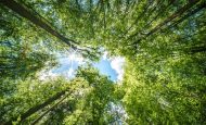 【国際】MirovaとFSC、持続可能な林業で専用ファンド設定。社会的インパクトも重視