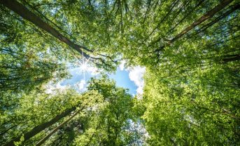 【国際】MirovaとFSC、持続可能な林業で専用ファンド設定。社会的インパクトも重視