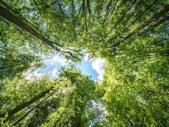 【国際】MirovaとFSC、持続可能な林業で専用ファンド設定。社会的インパクトも重視