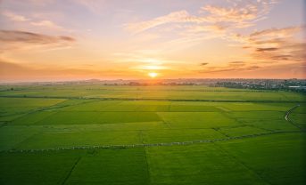 【国際】主要穀物栽培、2100年までに適正面積の半分が喪失のおそれ。FAO気候変動適応分析ツール