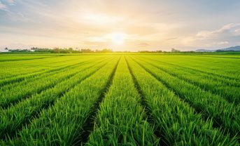 【日本】農水省、バイオスティミュラントの表示等に係るガイドライン策定。関連法適用