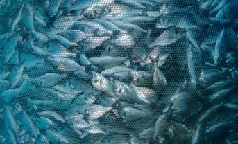【国際】海洋漁業、乱獲状態の資源量が35.5%。資源管理さらに重要に。FAO報告書2025