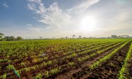 【国際】FAO・OECD、2025年版農業見通し。持続可能な農業・水産業による生産性向上不可欠
