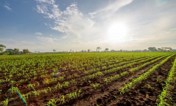 【国際】FAO・OECD、2025年版農業見通し。持続可能な農業・水産業による生産性向上不可欠