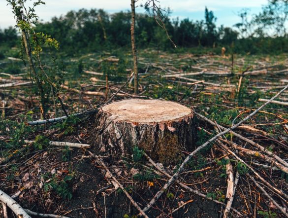 【国際】SBTi、FLAG目標基準1.2版発行。森林破壊ゼロ目標の期限等を明確化