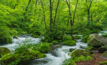 【日本】ソフトバンク、全国46道府県市で植林180万本。消費者環境行動促進NatureBank始動も
