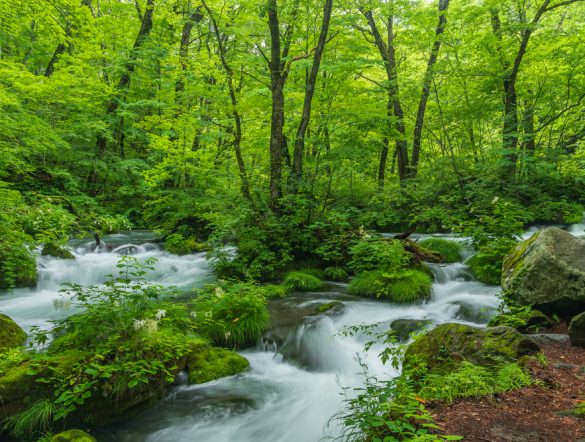 【日本】ソフトバンク、全国46道府県市で植林180万本。消費者環境行動促進NatureBank始動も