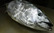 【日本】水産庁、流通事業者の太平洋クロマグロ大型魚の届出・情報流通義務化を啓発
