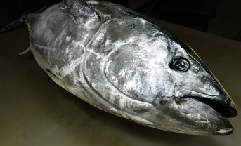【日本】水産庁、流通事業者の太平洋クロマグロ大型魚の届出・情報流通義務化を啓発