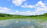 【日本】農水省、渇水・高温対策本部設置。水稲生育への影響懸念