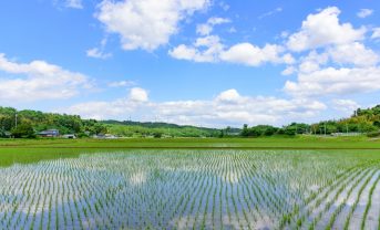 【日本】農水省、渇水・高温対策本部設置。水稲生育への影響懸念