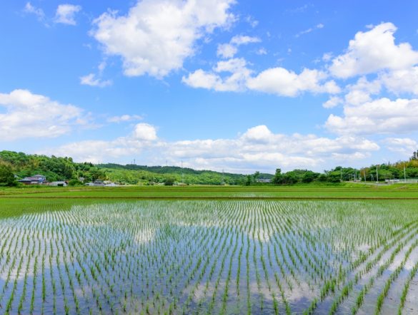 【日本】農水省、渇水・高温対策本部設置。水稲生育への影響懸念