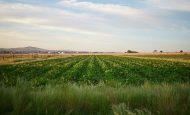 【国際】UNFSS+4、持続可能な食料システムに向けた制度化は進展。資金と技術開発が大きな課題