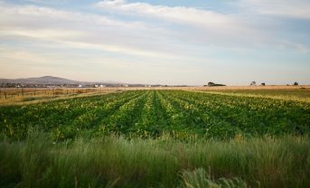【国際】UNFSS+4、持続可能な食料システムに向けた制度化は進展。資金と技術開発が大きな課題