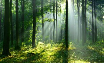【国際】森林破壊リスク評価Forest 500、2024年金融機関ランキング。MUFG世界4位