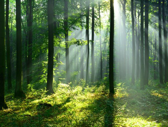 【国際】森林破壊リスク評価Forest 500、2024年金融機関ランキング。MUFG世界4位