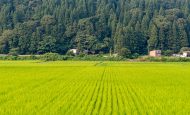 【日本】外国人労働者数、前年比13%増で182万人。ブルーカラー中心に労働力不足深刻