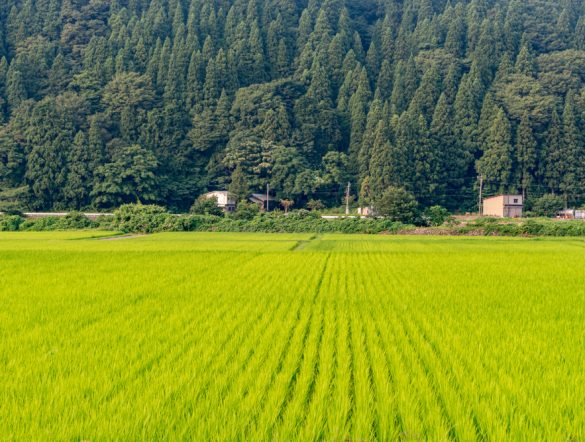 【日本】外国人労働者数、前年比13%増で182万人。ブルーカラー中心に労働力不足深刻