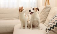 【イギリス】政府、健康的な犬・猫ペットでAMR研究開始。耐性菌蔓延レベル把握へ