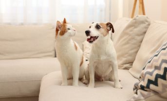 【イギリス】政府、健康的な犬・猫ペットでAMR研究開始。耐性菌蔓延レベル把握へ