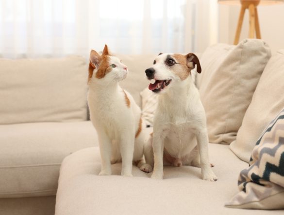 【イギリス】政府、健康的な犬・猫ペットでAMR研究開始。耐性菌蔓延レベル把握へ