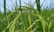 【日本】BASF等3社、節水型乾田直播栽プロジェクトで戦略提携協議開始。脱炭素・低環境負荷