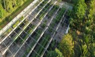 【ブラジル】Carbon2NatureとBiomas、NbSプロジェクト開発で提携。在来種植林に15億円