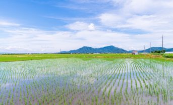 【日本】政府、「土地改良長期計画」を閣議決定。大規模化に向けた基盤整備強化。みどり戦略も