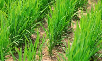 【日本】BASFとNEWGREEN、節水型乾田直播稲作向け収量保証サービスを世界初開始