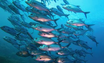 【ヨーロッパ】MSC、北東大西洋産のサバ漁獲77%減、プタスダラ漁獲量41%を要請。資源量が減少