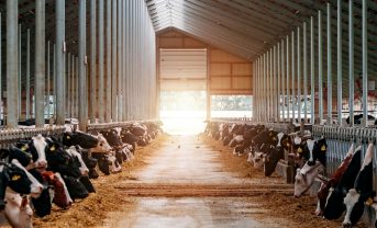 【ニュージーランド】政府、生物由来メタン排出目標を引下げへ。農家と環境団体が対立