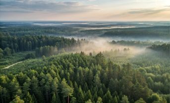 【国際】FAO世界森林資源評価2025、森林減少率が鈍化傾向。保護区や管理計画が奏功
