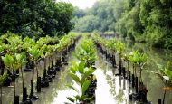 【国際】IUCN、NbSグローバル基準第2版発行。環境・社会・経済の相互連関を重視
