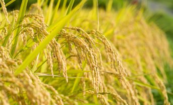 【日本】農水省、2025年産の水稲作付面積状況発表。4.7万ha増。主食用への転換発生