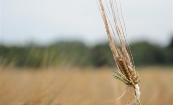 【デンマーク】カールスバーグ研究所、種子の休眠と発芽リスク制御メカニズム解明。気候変動適応