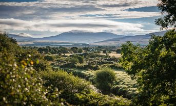 【イギリス】ディアジオ、スコットランド泥炭地修復に最大10億円拠出。NGOとも協働