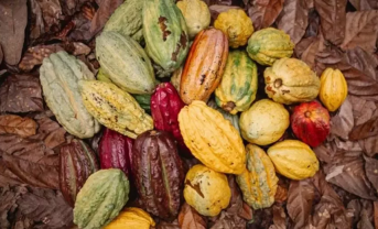 【国際】ネスレと研究機関、カカオ96品種の遺伝マッピング確立。コアコレクションで研究加速