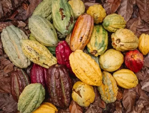 【国際】ネスレと研究機関、カカオ96品種の遺伝マッピング確立。コアコレクションで研究加速