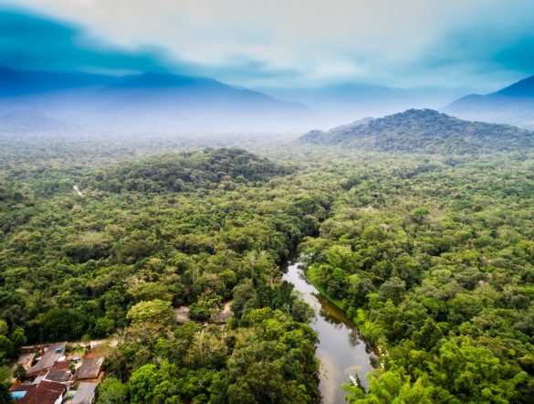 【ブラジル】ブラジルとセラードの森林面積消失が減少傾向。ルラ政権による取締強化が奏功