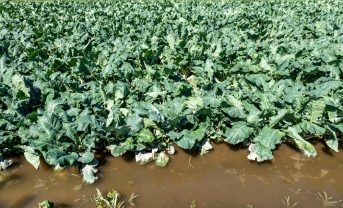 【日本】環境省、気候変動適応進捗報告。浸水対策や鳥獣対策に遅れ。農業適応も進捗途上