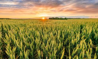 【国際】FAO食料見通し2025、全体的に供給改善も異常気象や地政学的緊張が足かせ