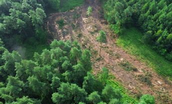 【国際】FAO、森林と農業生産性の関係で報告書。森林破壊により食料安全保障に危うさ