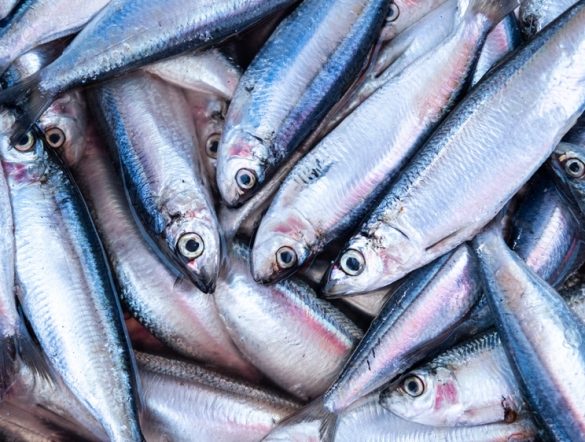 【アフリカ・中南米】FAOとEU、水産イニシアチブ発足。栄養改善とイノベーション