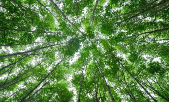 【国際】WBCSD、ネイチャーポジティブ実現で企業ポータルサイト公開。100社の先行事例掲載