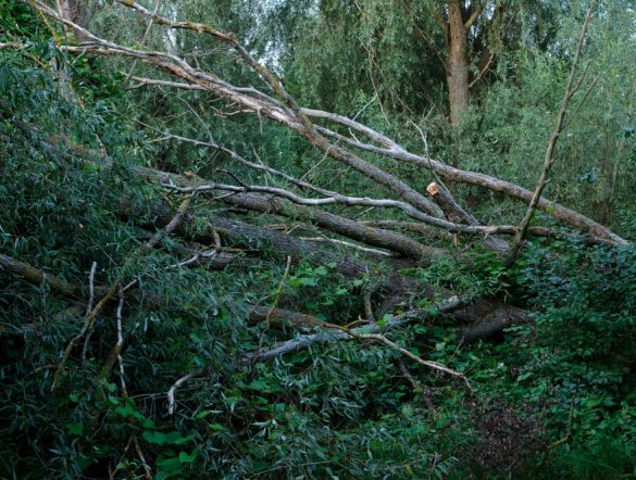 【国際】持続可能な保険原則、自然関連リスク評価・管理で第2弾ガイダンス発行