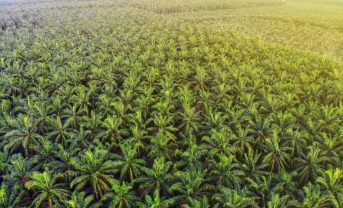 【国際】RSPO、2024年改訂基準の強制適用を2026年5月31日に延期。準備期間拡充