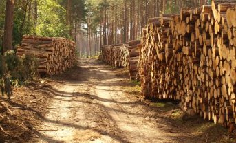 【国際】SBTi、木材・木質繊維パスウェイ改訂でパイロット参加企業募集。FLAG目標