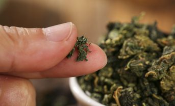 【日本】伊藤園、国内初の飼料作物への茶殻堆肥活用。宮崎県農協果汁とビッグファーム協働